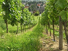 Weinbergklein