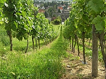 Weinbergklein
